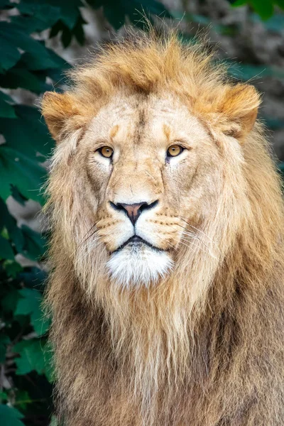 León Pantera Leo Retrato Cerca León Macho — Foto de Stock