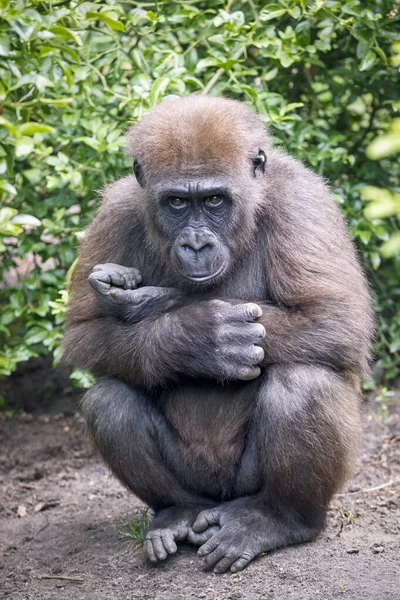 Västra Lowland Gorilla Ung Kvinna — Stockfoto