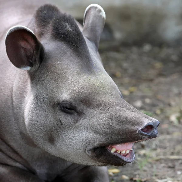 Tapirus Terrestris Animal Sobre Fondo Natural — Foto de Stock