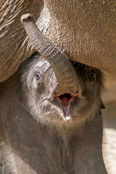 Asijský Slon Elephas Maximus Přírodním Pozadí — Stock fotografie