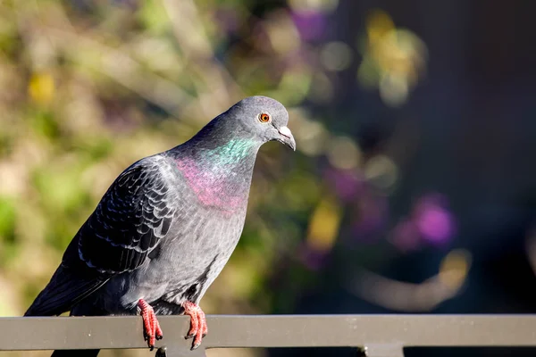 Columba Livia Evcil Kuş Açık Havada — Stok fotoğraf