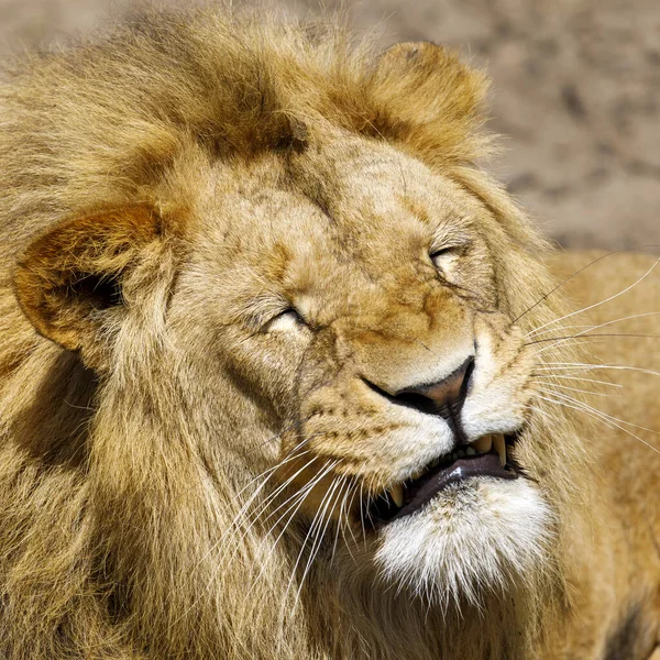豹狮子座 接近一只雄狮的肖像 — 图库照片