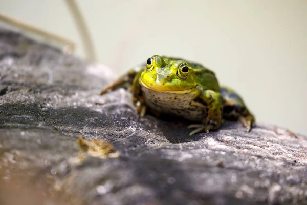 Pool Frog Pelophylax Lessonae Outdoor — Stock Photo, Image