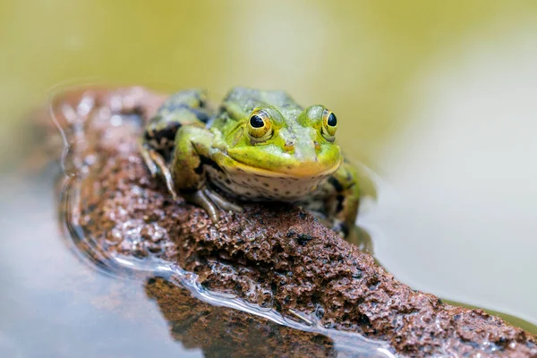 Havuz Kurbağası Pelophylax Açık Hava Dersi — Stok fotoğraf