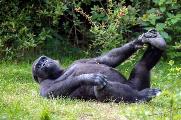 Fiatal Férfi Western Lowland Gorilla Zöld Erdőben — Stock Fotó