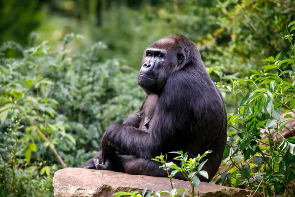 Western Lowland Gorilla Forest — Stock Photo, Image