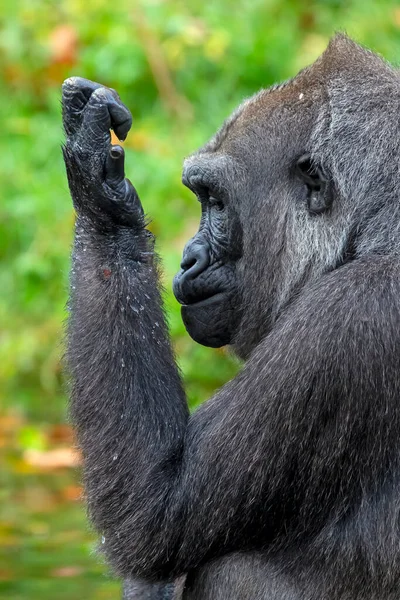 Gorille Des Basses Terres Occidentales Dans Forêt — Photo