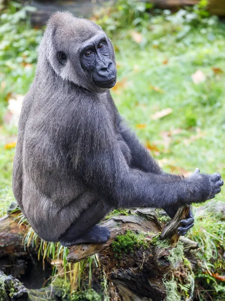 Gorille Des Basses Terres Occidentales Dans Forêt — Photo