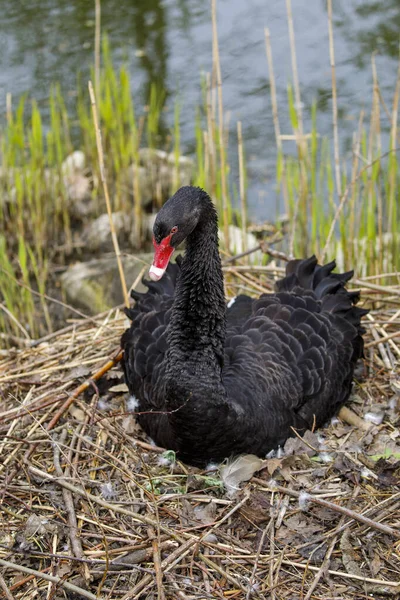 Scenic View Beautiful Black Swan Cygnus Atratus Nature — Stock Photo, Image