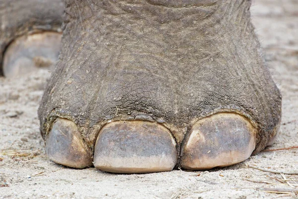 アジアゾウの足を閉じて — ストック写真
