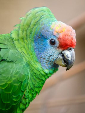 Kırmızı kuyruklu Amazon portresi (Amazona brasiliensis)