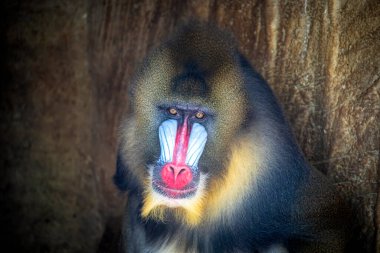 Mandrillus sfenks (Mandrillus sfenks))