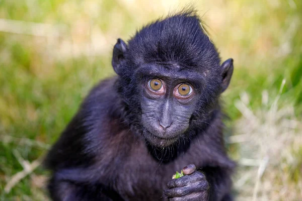 一只西里伯斯的特写镜头 黄鼠狼 Macaca Nigra — 图库照片