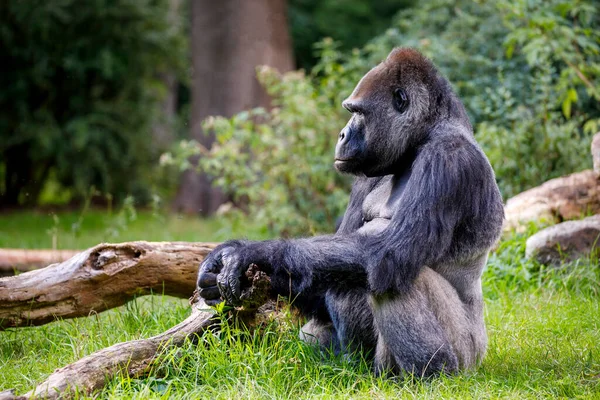 Male Gorilla Green Jungle Close — Stock Photo, Image