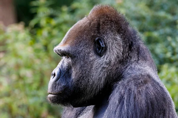 Close Portrait Male Western Lowland Gorilla Gorilla Gorilla Gorilla — Stock Photo, Image