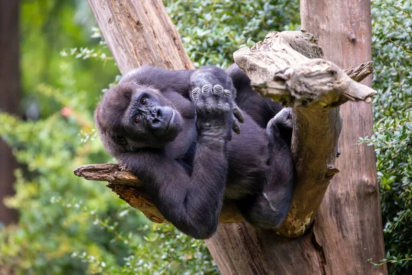 年轻的西部低地公大猩猩挂在树上 — 图库照片