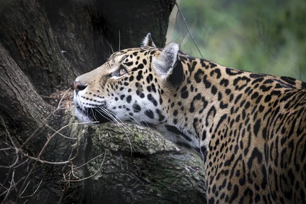 Όμορφη Ιαγουάρος Panthera Onca Στη Ζούγκλα — Φωτογραφία Αρχείου