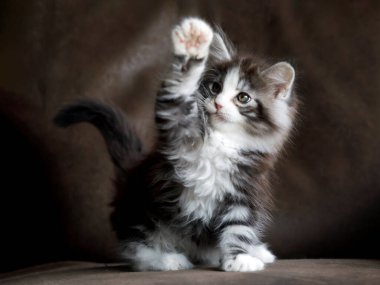 Maine Rakun kedisi. Yaklaş.