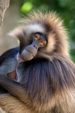 Gelada (Theropithecus gelada) kapat