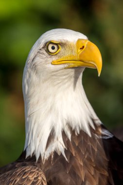 Kel Kartal (haliaeetus leucocephalus)) 