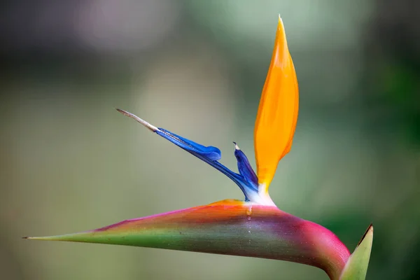Krásný Jeřáb Květ Pták Ráje Nebo Isigude Strelitzia Reginae Zahradě — Stock fotografie