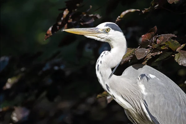 Grey Heron Close — Stock Photo, Image