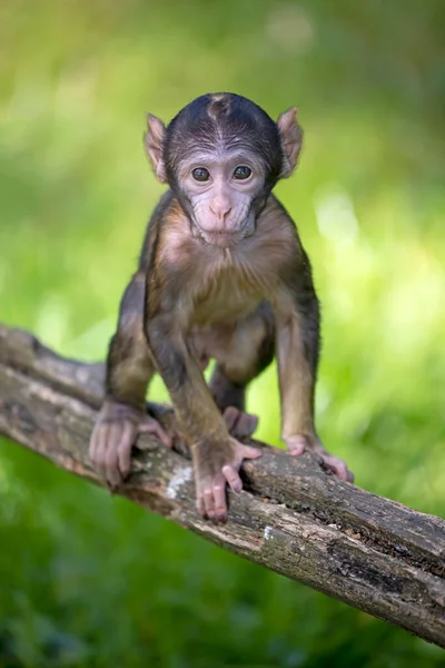 Barbary Macaque Macaca Sylvanus Close — Stock Photo, Image