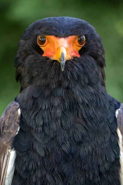 Bateleur Terathopius Ecaudatus Vogel Aus Nächster Nähe — Stockfoto