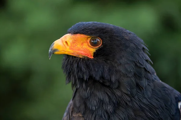 バテレル Terathopius Ecaudatus 鳥が接近 — ストック写真