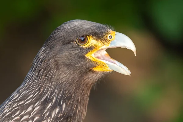 Caracara Rayé Phalcoboenus Australis Oiseau Gros Plan — Photo