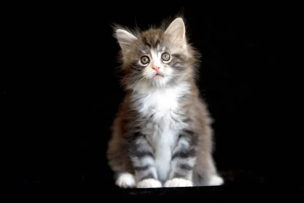 Maine Coon Gatito Cerca — Foto de Stock