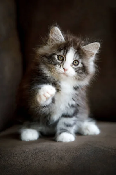 Maine Coon Kitten Close — Stock Photo, Image