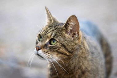 Şirin bir kedinin portresi