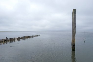 Hollanda 'nın Wadden Adası' ndaki De Cocksdorp limanında bulunan bir iskelenin ahşap direkleri ve kalasları vardı..