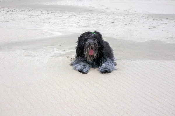 Holländischer Schäferhund Schapendoes Strand — Stockfoto