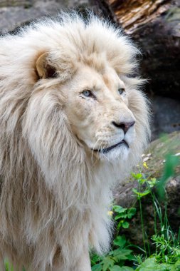 Beyaz Aslan (PANTHERA LEO)