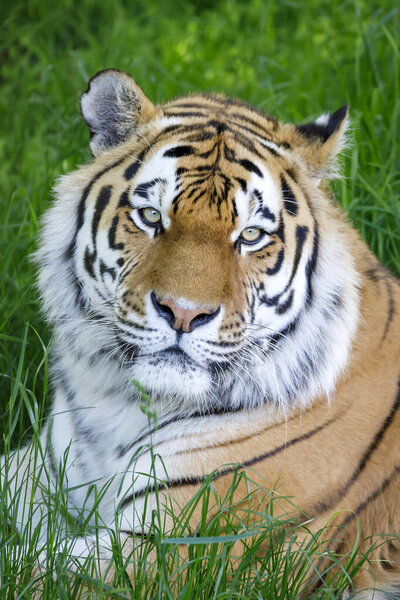 Siberian tiger (PANTHERA TIGRIS ALTAICA) portrait