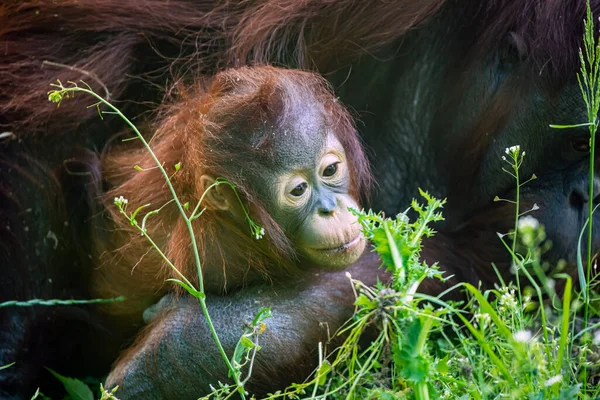 Young Bornean Orangutan Pongo Pygmaeus — Stock Photo, Image