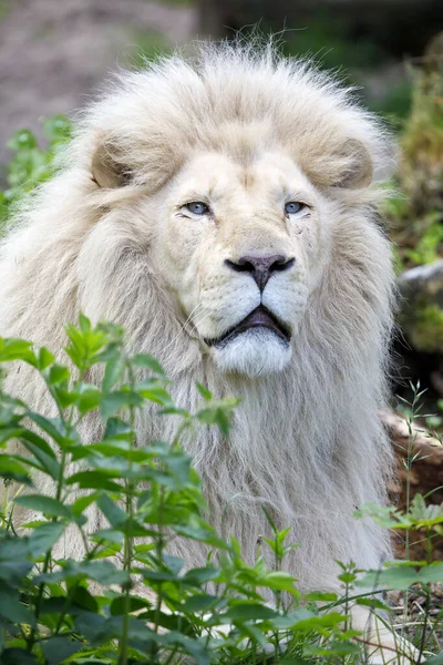 Белый Лев Panthera Leo — стоковое фото