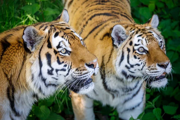 Siberian Tiger Panthera Tigris Altaica — Stock Photo, Image