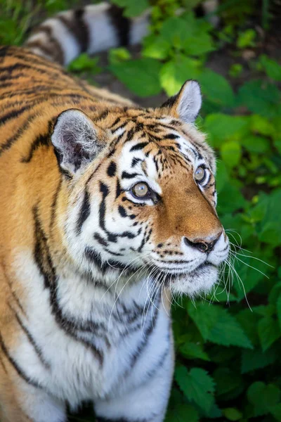 Tygrys Syberyjski Panthera Tigris Altaica — Zdjęcie stockowe