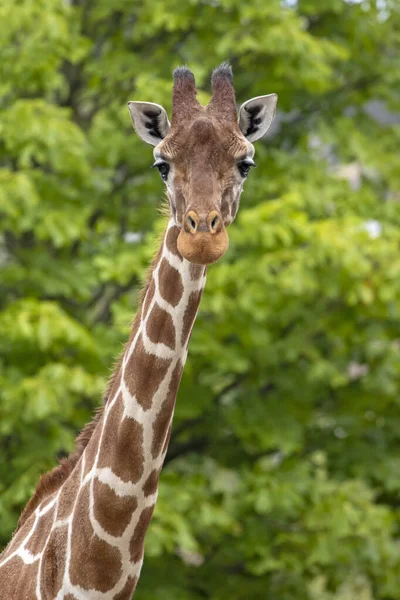 Retrato Cabeza Jirafa Vida Silvestre Giraffa Reticulata — Foto de Stock