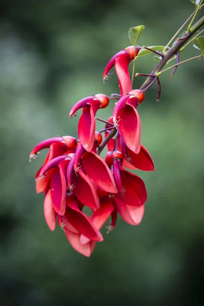 Bahçesinde Kırmızı Çiçekler Olan Horoz Dişi Mercan Ağacı Erythrina Crista — Stok fotoğraf