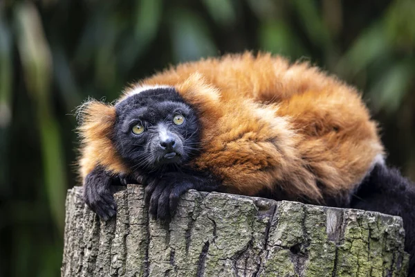 Kırmızı Yakutlu Bir Lemur Varecia Rubra Bir Ağacın Üzerinde Yatıyor — Stok fotoğraf