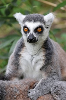 Halka kuyruklu lemur görünümünü kapat (Lemur Catta)