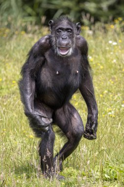 Şempanze doğal ortamında. Pan trogloditler