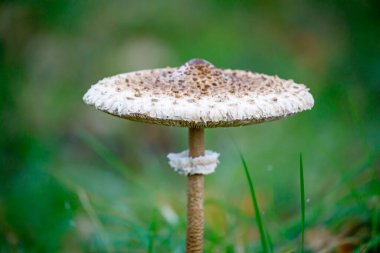 Macrolepiota procera, şemsiye mantarı, yakın görüş