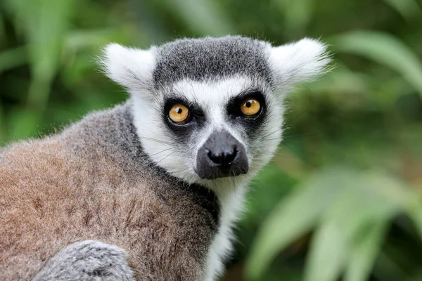 Närbild Ringsvansad Lemur — Stockfoto