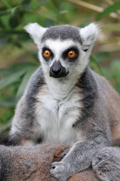 Halka Kuyruklu Lemur Görünümünü Kapat Lemur Catta — Stok fotoğraf