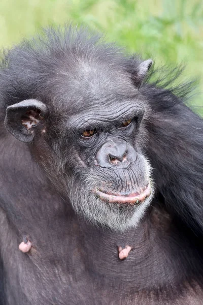 Chimpanzé Pan Troglodytes Habitat Natural — Fotografia de Stock